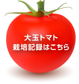 大玉トマト栽培記録はこちら